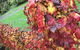 Goldberryaccommodation - thumb 3