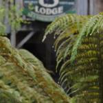 The Wombat Cottage - Accommodation Great Ocean Road 0
