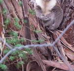 Stringybark Hills Retreat - Accommodation Great Ocean Road