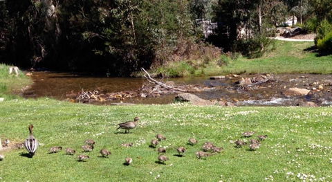 RiverCottage Selfcontained - Accommodation Great Ocean Road 3