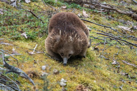 Acacia Hills Retreat - Accommodation Great Ocean Road 1