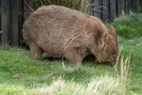 Acacia Hills Retreat - Accommodation Great Ocean Road 6