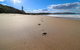 Surfers Paradise At Catherine Hill Bay - thumb 2