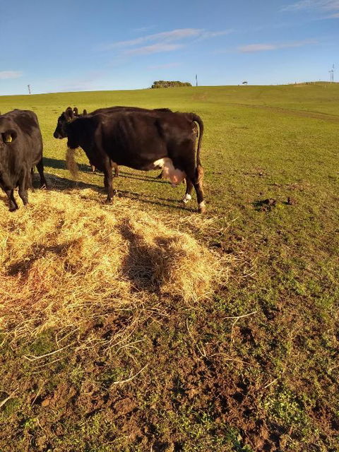 Pink Gums Farmstay - Accommodation Great Ocean Road 5