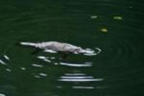 Kaalba - Accommodation Great Ocean Road 0