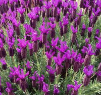 The Green Welly Stop - Accommodation Great Ocean Road