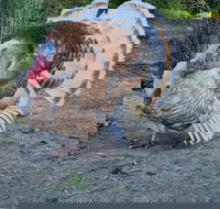 Halls Haven Holiday Units - Accommodation Great Ocean Road