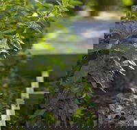 Grampians Eco YHA - Hostel - Accommodation Great Ocean Road