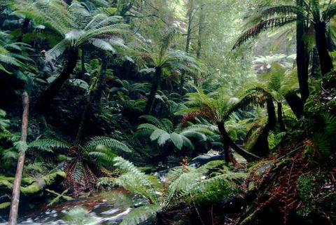 Corinna Wilderness Experience - Accommodation Great Ocean Road 2