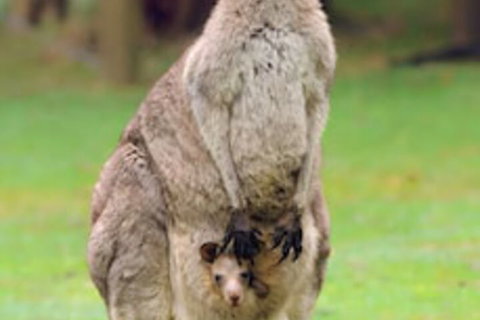 Halls Gap Lakeside Tourist Park - Accommodation Great Ocean Road 1