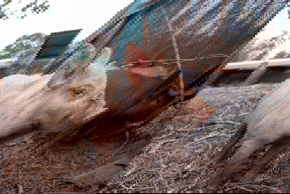  Accommodation Great Ocean Road