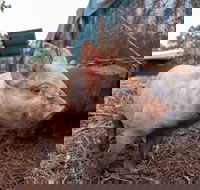 Batchelor Butterfly Farm - Accommodation Great Ocean Road