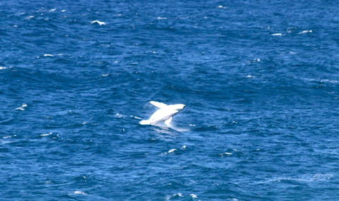 Sea Whispers - Accommodation Great Ocean Road 3