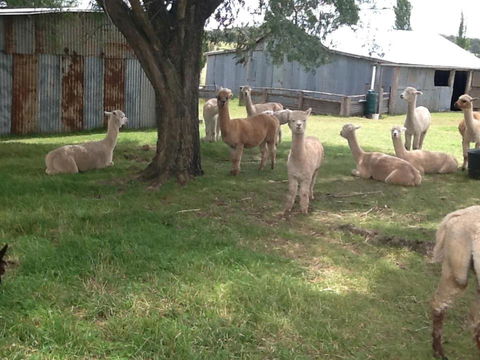 Glen Waverly Farmstay - Accommodation Great Ocean Road 1