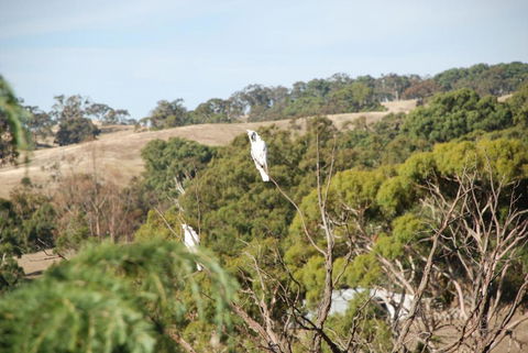 Mancuso Country Cottage Retreat - Accommodation Great Ocean Road 6