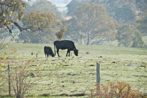 Mancuso Country Cottage Retreat - Accommodation Great Ocean Road 5