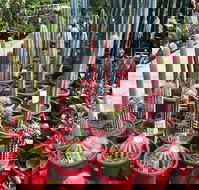 Poppy's Verandah Cafe - Accommodation Great Ocean Road