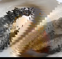 The Magpie Cafe - Accommodation Great Ocean Road