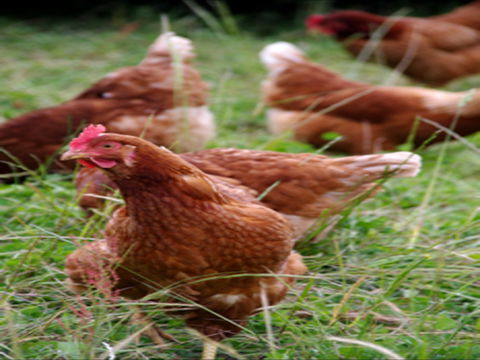 Holbrook Paddock Eggs - Accommodation Great Ocean Road 0