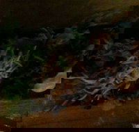 O Sushi - Accommodation Great Ocean Road