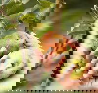 St Ronan's Cider - Accommodation Great Ocean Road