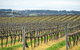 Clovely Estate Vineyard Cellar Door - thumb 2