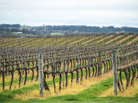 Clovely Estate Vineyard Cellar Door - Accommodation Great Ocean Road 2