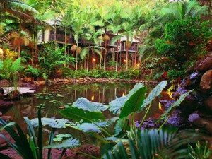 Daintree Eco Lodge & Spa - Accommodation Great Ocean Road 0