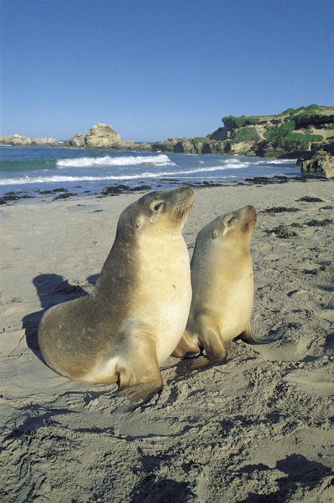 Kangaroo Island Seafront - Accommodation Great Ocean Road 40