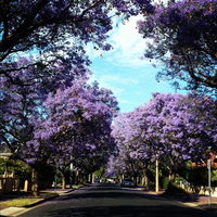 Book Wayville Accommodation Vacations Accommodation Great Ocean Road Accommodation Great Ocean Road