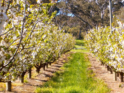 STUDIO ECHUNGA Adelaide Hills - Accommodation Great Ocean Road 18