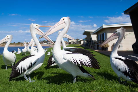 Modra\'s Apartments - Accommodation Great Ocean Road 13