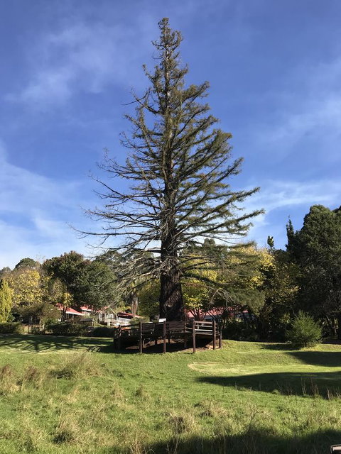 Forest Lodge Resort - Accommodation Great Ocean Road 38