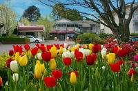 Book Leura Accommodation Vacations Accommodation Great Ocean Road Accommodation Great Ocean Road