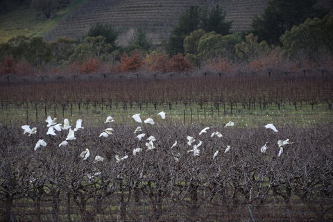 Borrodell Vineyard - Accommodation Great Ocean Road 32