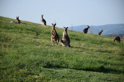 Borrodell Vineyard - Accommodation Great Ocean Road 33