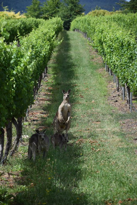 Borrodell Vineyard - Accommodation Great Ocean Road 31