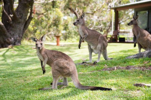 By The Beach B&B Self Contained Apartments - Accommodation Great Ocean Road 16