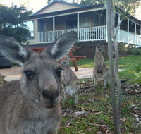 Bush  Bay Cottage - Accommodation Great Ocean Road