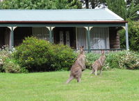 Book Mount Victoria Accommodation Vacations Accommodation Great Ocean Road Accommodation Great Ocean Road