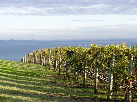 Geelong Serviced Apartments - Accommodation Great Ocean Road 1