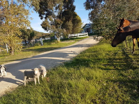 Happy Pig Farm - Accommodation Great Ocean Road 1