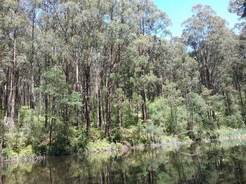 Lyrebird Gully Retreat - Accommodation Great Ocean Road 2