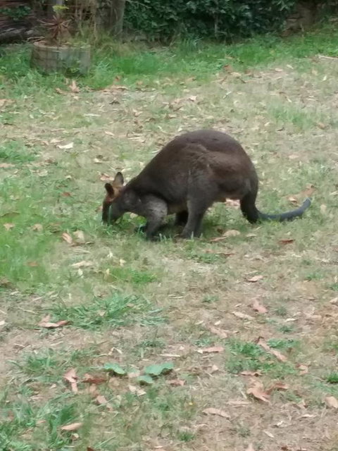 Lyrebird Gully Retreat - Accommodation Great Ocean Road 1