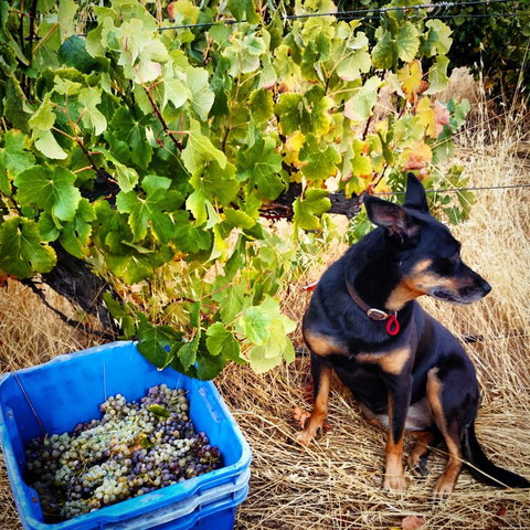 Hotham Ridge Estate - Accommodation Great Ocean Road 33