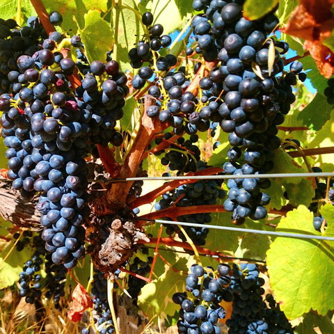 Hotham Ridge Estate - Accommodation Great Ocean Road 32