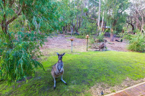 Yelverton Brook Conservation Sanctuary - Accommodation Great Ocean Road 11
