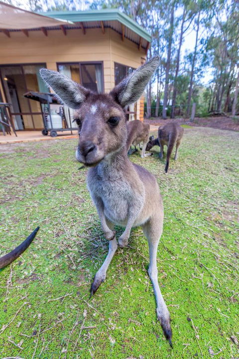 Yelverton Brook Conservation Sanctuary - Accommodation Great Ocean Road 0