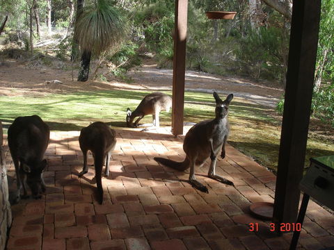 Yelverton Brook Conservation Sanctuary - Accommodation Great Ocean Road 22