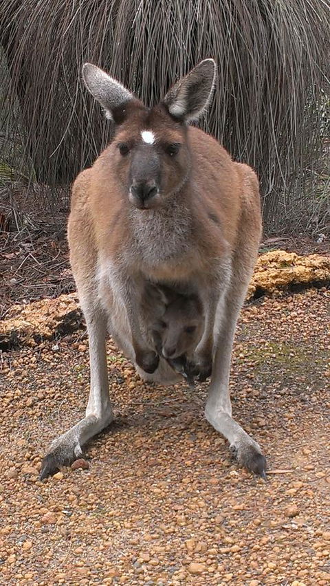 Yelverton Brook Conservation Sanctuary - Accommodation Great Ocean Road 27